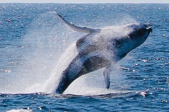Brisbane Whale Watching Cruise from Redcliffe or Sunshine Coast - Is the $114.76 fare good value?