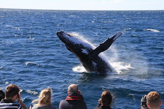 Brisbane Whale Watching Cruise from Redcliffe or Sunshine Coast - Redcliffe, Brisbane, or Sunshine Coast pickup?