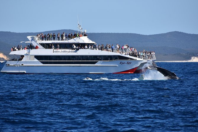 Brisbane Whale Watching Cruise from Redcliffe or Sunshine Coast - Who will enjoy this cruise most?