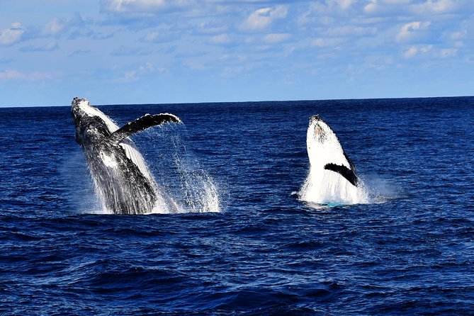 Brisbane Whale Watching Cruise from Redcliffe or Sunshine Coast - Five hours aboard the Eye Spy