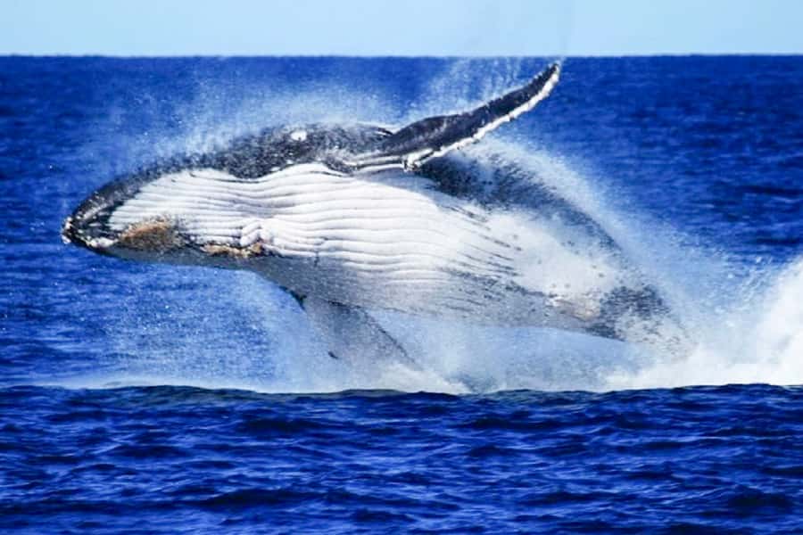 Brisbane: Whale Watching Cruise with Lunch - Key points to know