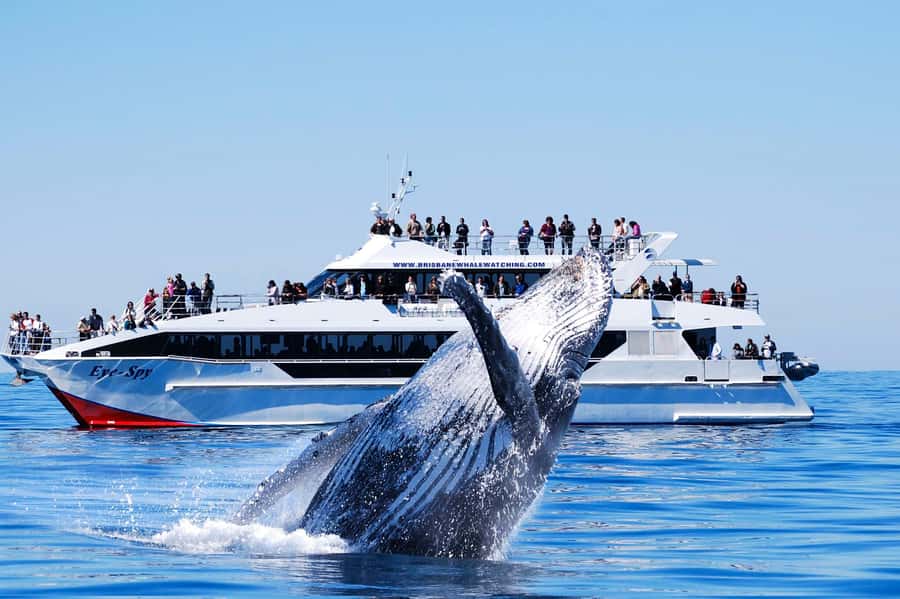 Brisbane: Whale Watching Cruise with Lunch - Five hours in Moreton Bay