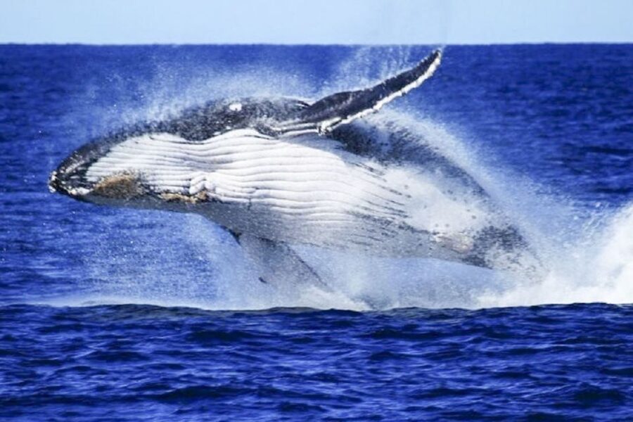 Brisbane: Whale Watching Cruise with Lunch - Captain Kerry and the crew’s approach