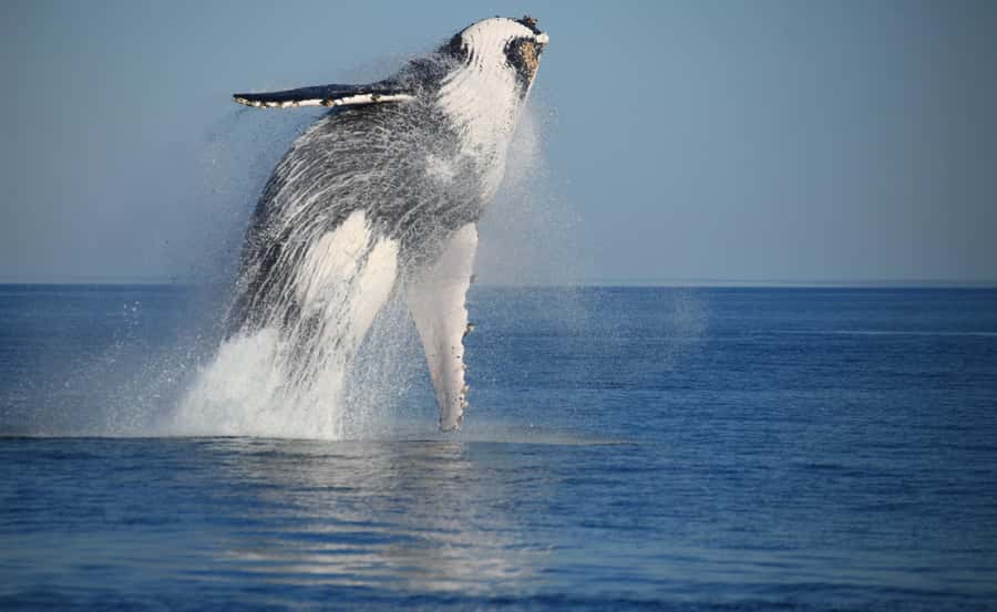 Broome Sunset & Whale Watching Cruise - Following humpbacks along the Kimberley coast