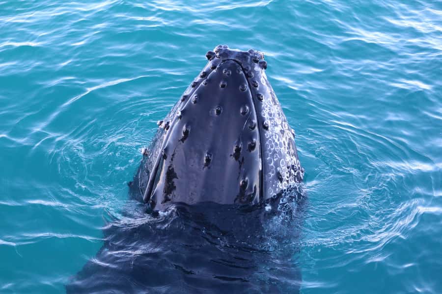 Broome Sunset & Whale Watching Cruise - What you may see from breach to calf care