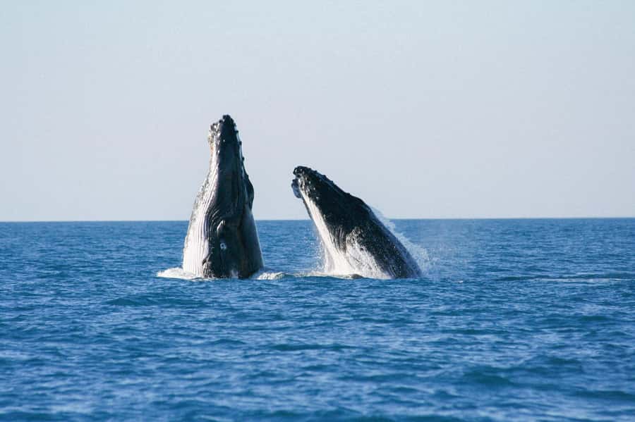 Broome: Whale Watching & Sunset Cruise - Key points at a glance