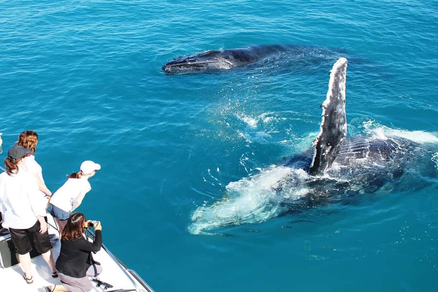 Broome: Whale Watching & Sunset Cruise - Why this Broome cruise works as an afternoon plan