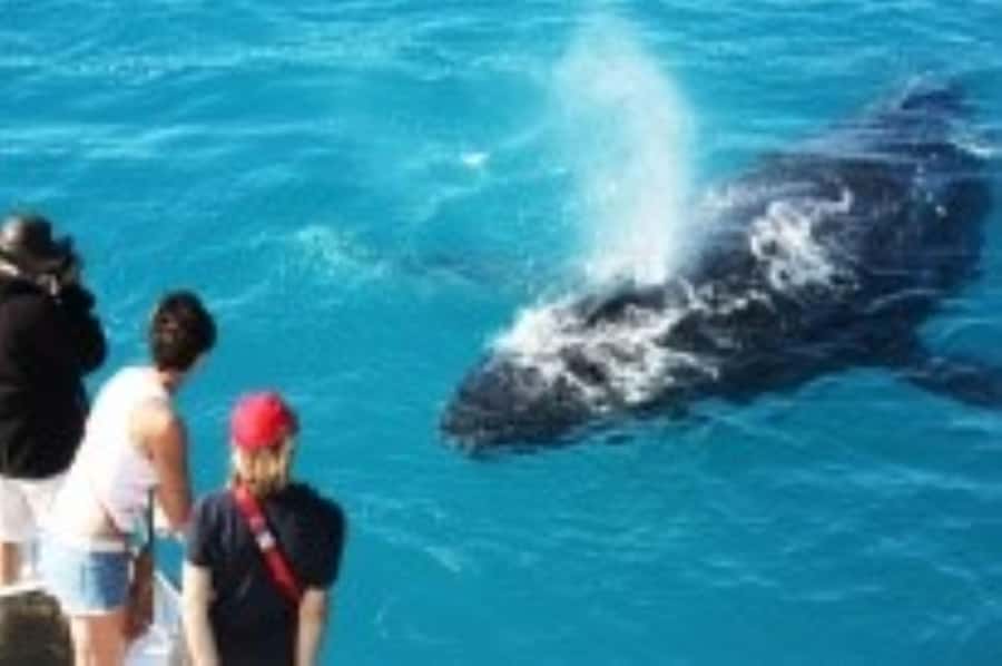Broome: Whale Watching & Sunset Cruise - The 15-minute safety briefing