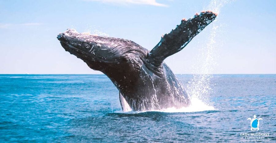Bundaberg: Whale Watching Sightseeing Cruise with Lunch - Finding the Best View From the Upper and Foredecks
