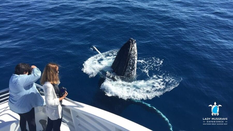 Bundaberg: Whale Watching Sightseeing Cruise with Lunch - Who Will Enjoy This Cruise Most?