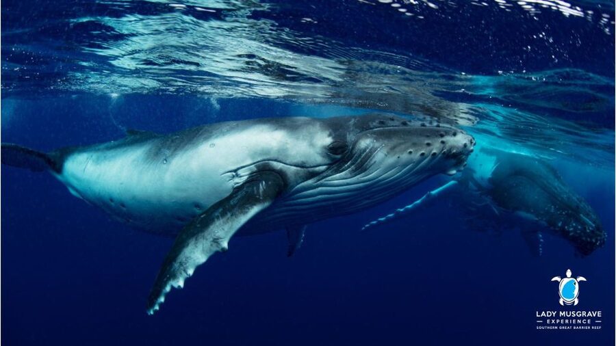 Bundaberg: Whale Watching Sightseeing Cruise with Lunch - Four Hours on the Water