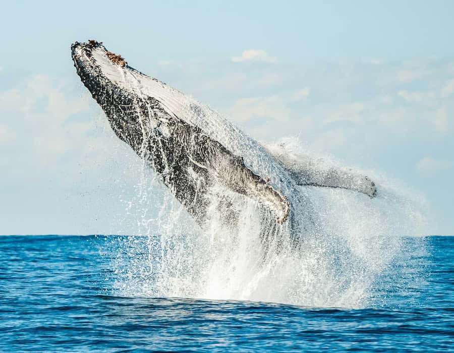 Byron Bay: Whale Watching Cruise with a Marine Biologist - At a Glance: What Makes This Cruise Worth Considering