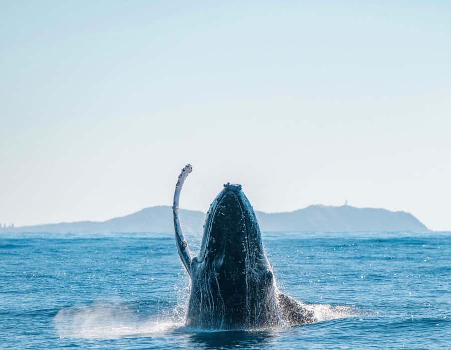 Byron Bay: Whale Watching Cruise with a Marine Biologist - Practical Details Before You Book