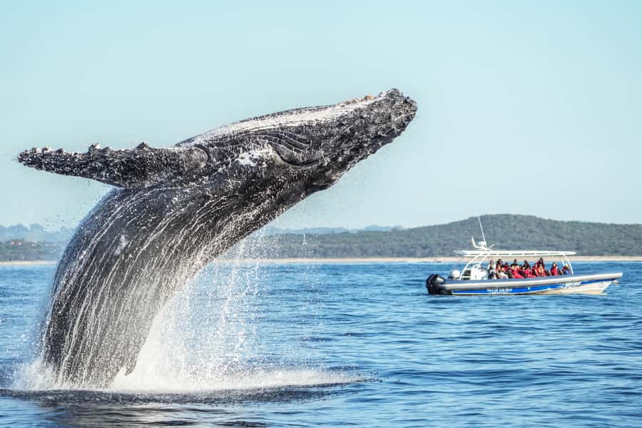 Byron Bay: Whale Watching Cruise with a Marine Biologist - What the Marine Biologist Adds