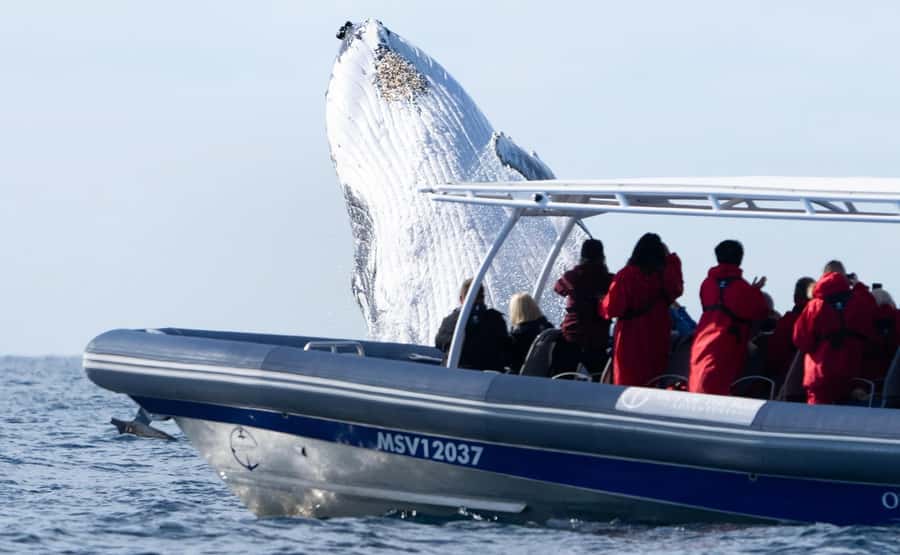Byron Bay: Whale Watching Cruise with a Marine Biologist - Hearing Humpback Song Underwater