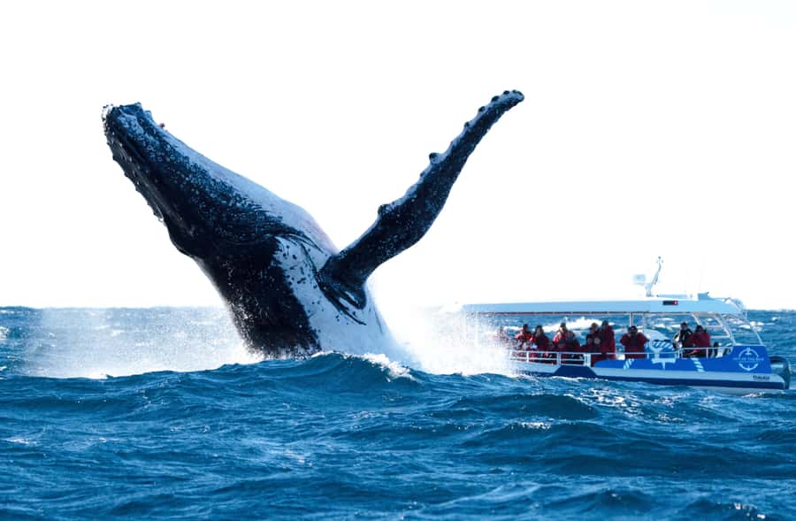 Byron Bay: Whale Watching Cruise with a Marine Biologist - The Main Wildlife: Humpbacks, Dolphins, and Turtles