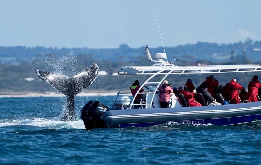 Byron Bay: Whale Watching Cruise with a Marine Biologist - Timing, Weather, and Seasickness