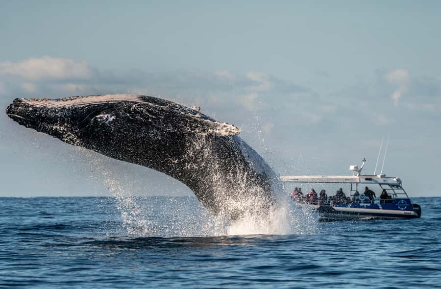 Byron Bay: Whale Watching Cruise with a Marine Biologist - Is $91 Good Value?