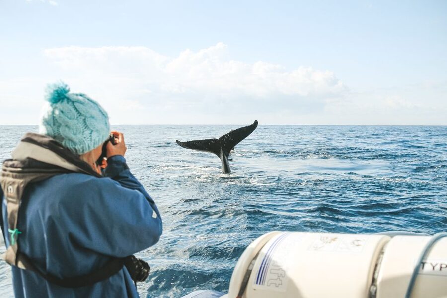 Byron Bay: Whale Watching Cruise with a Marine Biologist - Who Will Enjoy This Most?
