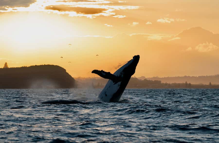 Byron Bay: Whale Watching Cruise with a Marine Biologist - A Whale-Watching Boat Built for Sight Lines