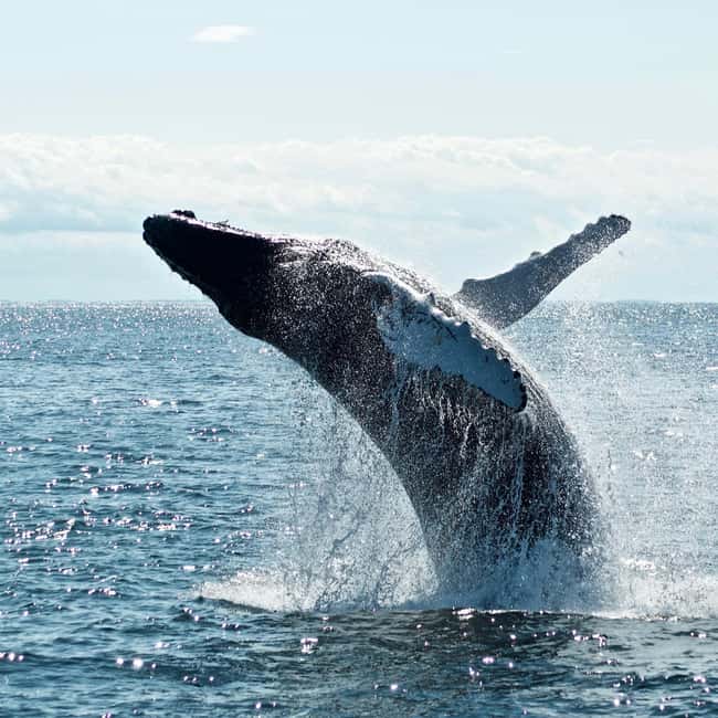 Byron Bay: Whale Watching Tour - Key points to know before booking