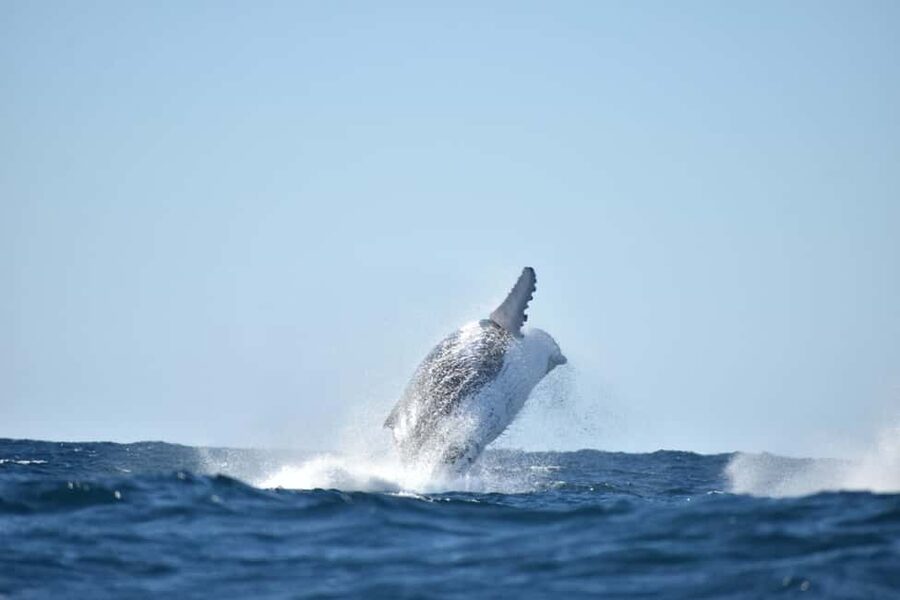Byron Bay: Whale Watching Tour - Meeting in central Byron Bay and heading to The Pass