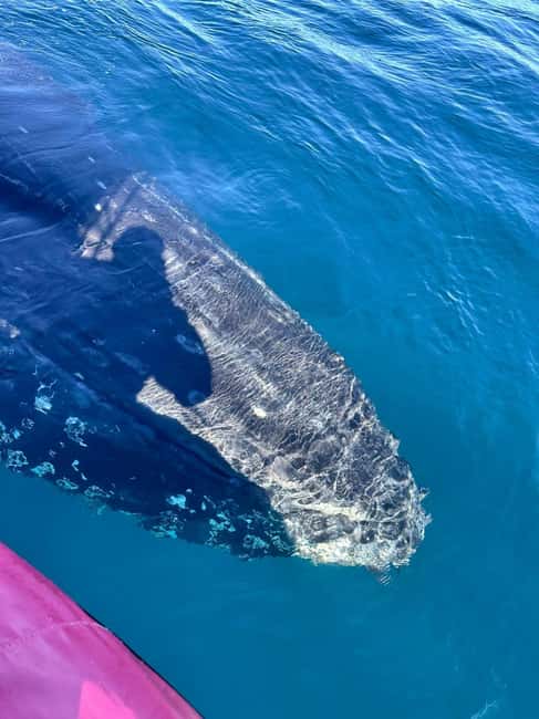 Byron Bay: Whale Watching Tour - Is the $92 price good value?