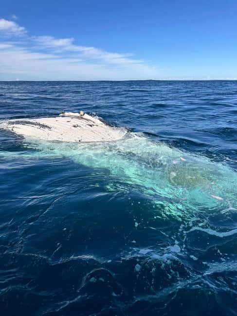 Byron Bay: Whale Watching Tour - What previous outings suggest about the real experience