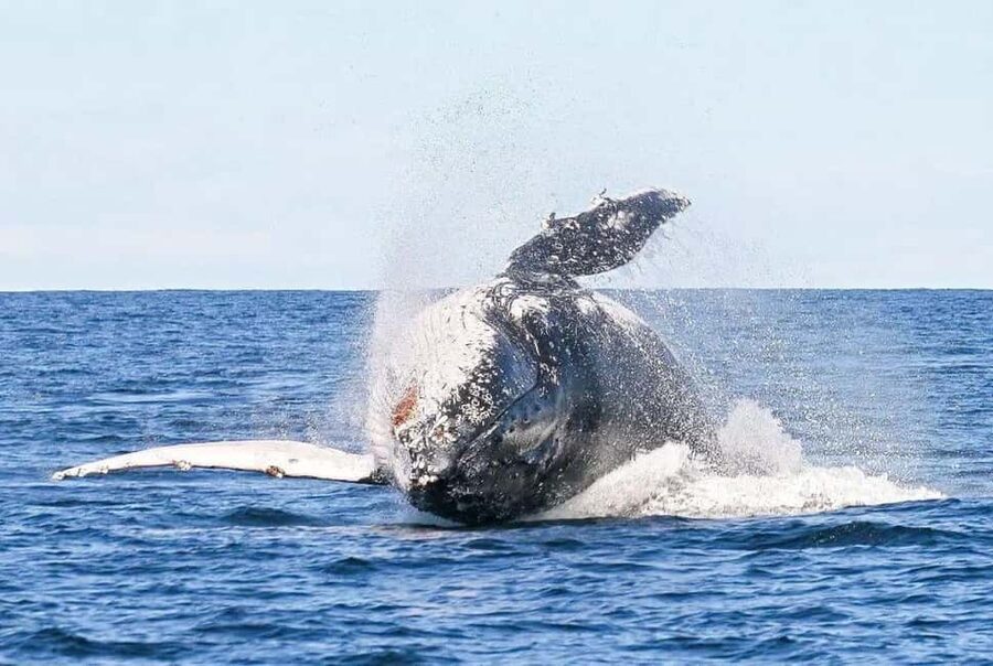 Byron Bay: Whale Watching Tour - A small boat with room for only eight
