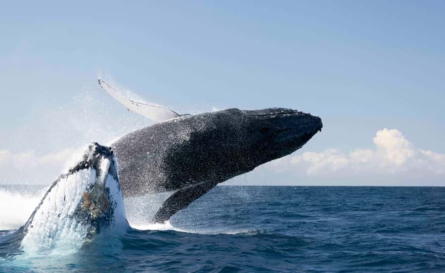 Byron Bay Whale Watching with Marine Biologist - Key points at a glance