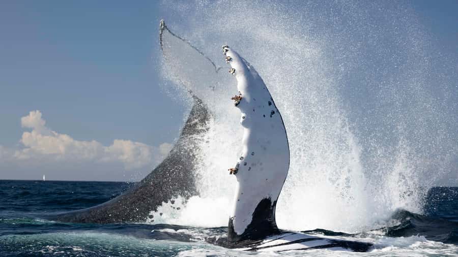 Byron Bay Whale Watching with Marine Biologist - A close look at Byron Bay’s humpbacks