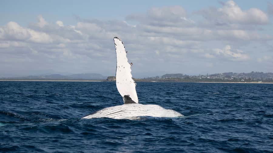 Byron Bay Whale Watching with Marine Biologist - A fast ride aboard Wardjam