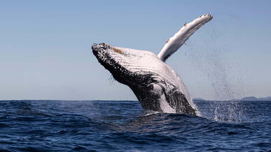 Byron Bay Whale Watching with Marine Biologist - Listening to whale song with a marine biologist