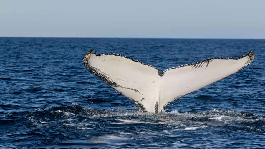 Byron Bay Whale Watching with Marine Biologist - Dolphins, turtles, birds, and other surprises