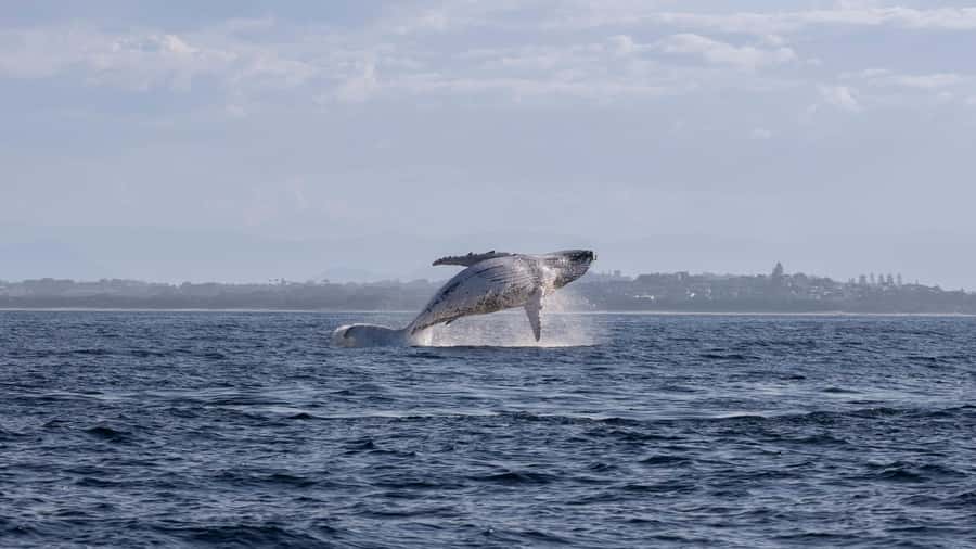 Byron Bay Whale Watching with Marine Biologist - Is $91 good value?