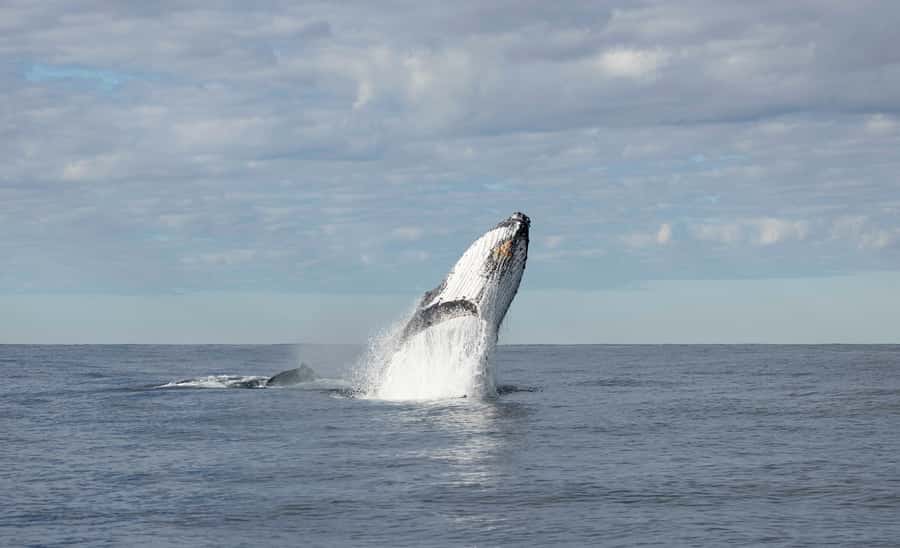 Byron Bay Whale Watching with Marine Biologist - Timing, weather, and what to wear