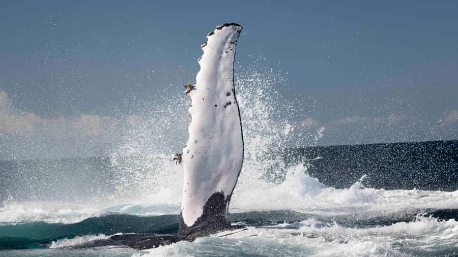 Byron Bay Whale Watching with Marine Biologist - Starting at Brunswick Heads boat harbor