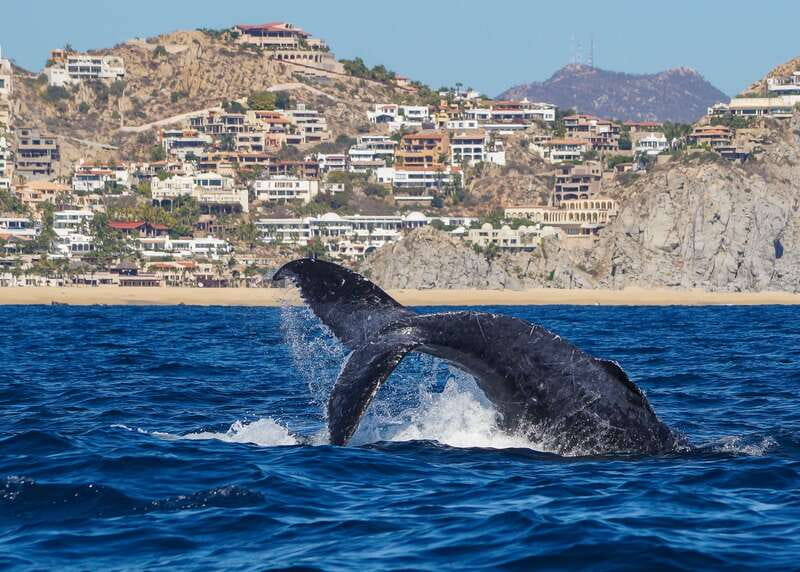 Cabo San Lucas: 2.5-Hour Whale Watching Tour - Key points at a glance