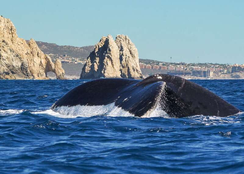 Cabo San Lucas: 2.5-Hour Whale Watching Tour - Which departure time should you choose?