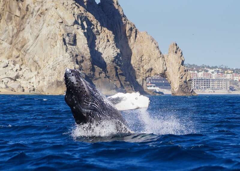 Cabo San Lucas: 2.5-Hour Whale Watching Tour - Why Cabo is a strong place for whale watching
