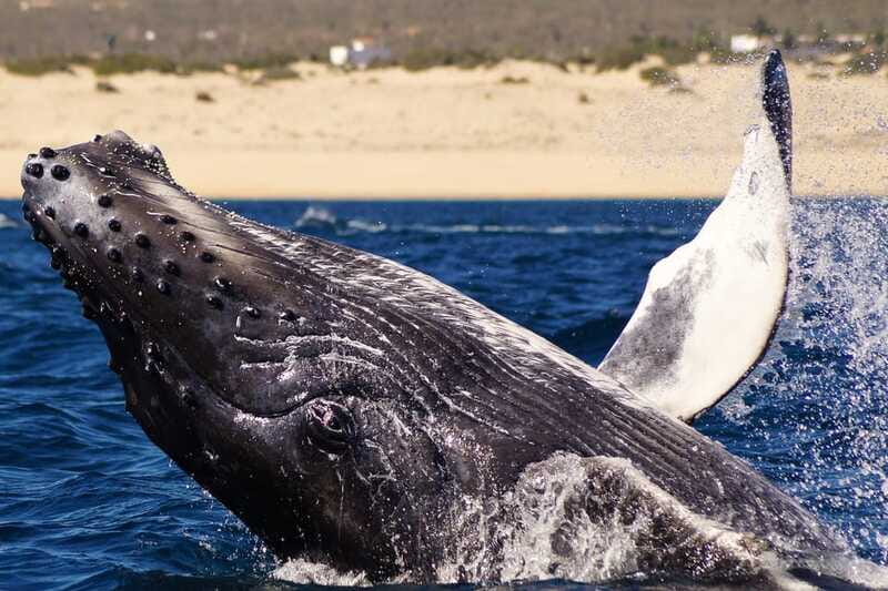 Cabo San Lucas: 2.5-Hour Whale Watching Tour - How much value do you get for $109?