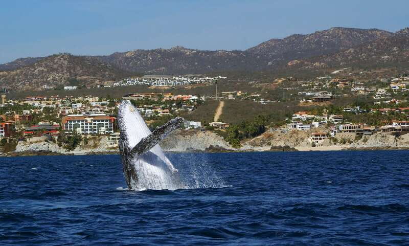 Cabo San Lucas: 2.5-Hour Whale Watching Tour - Meeting the boat at Cabo’s marina
