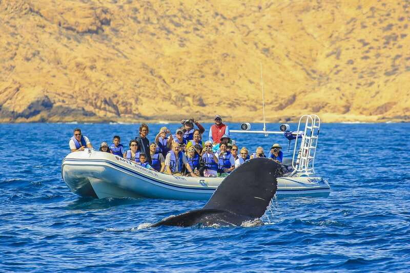 Cabo San Lucas: 2-Hour Whale Watching Adventure - Why Cabo’s humpback season matters