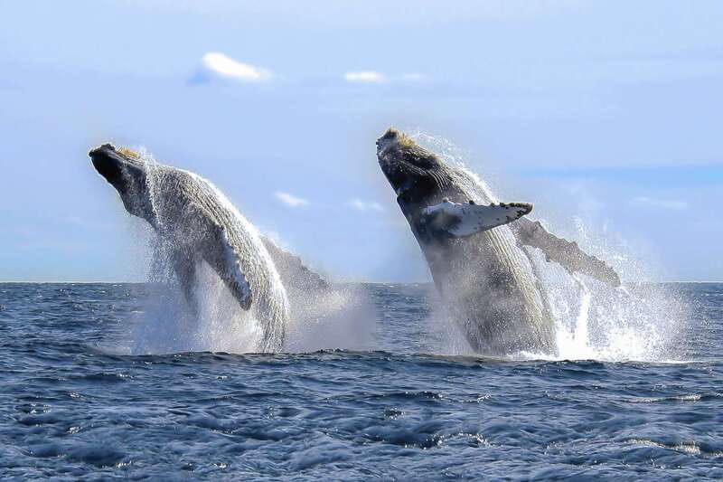 Cabo San Lucas: 2-Hour Whale Watching Adventure - Booking, cancellation, and timing tips