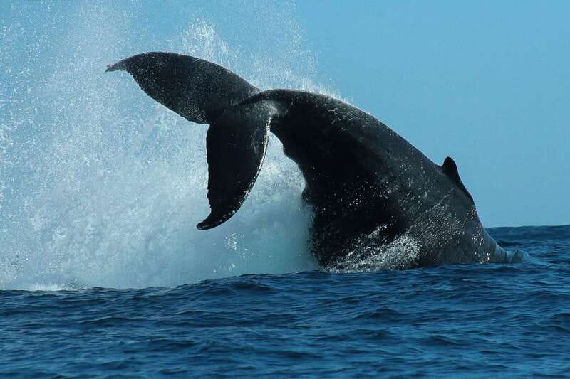 Cabo San Lucas: 2-Hour Whale Watching Adventure - From pickup van to Cabo’s open water