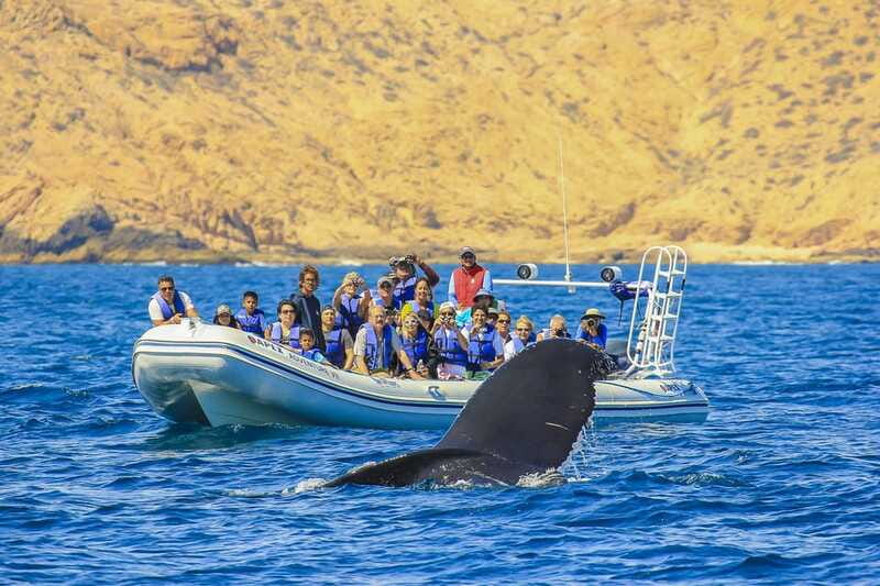 Cabo San Lucas: 2-Hour Whale Watching Adventure - The hydrophone makes the trip more than a lookout