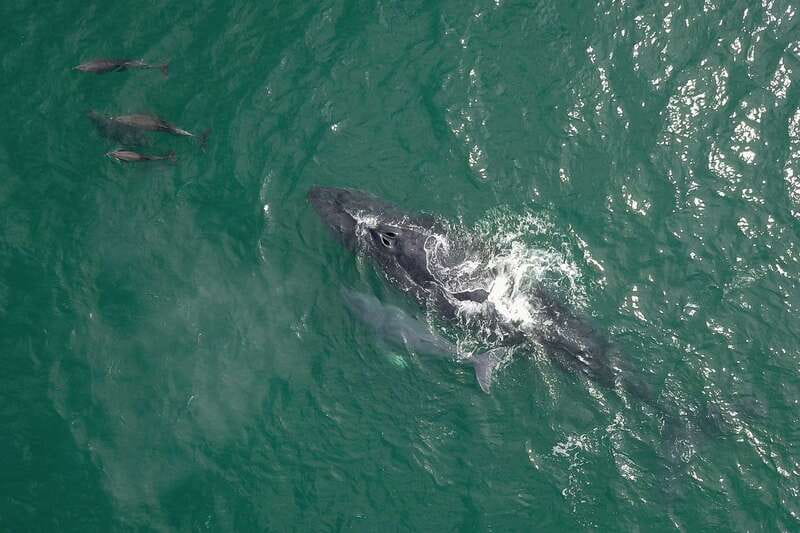Cabo San Lucas: 2-Hour Whale Watching Adventure - Small groups and the value of a fast boat