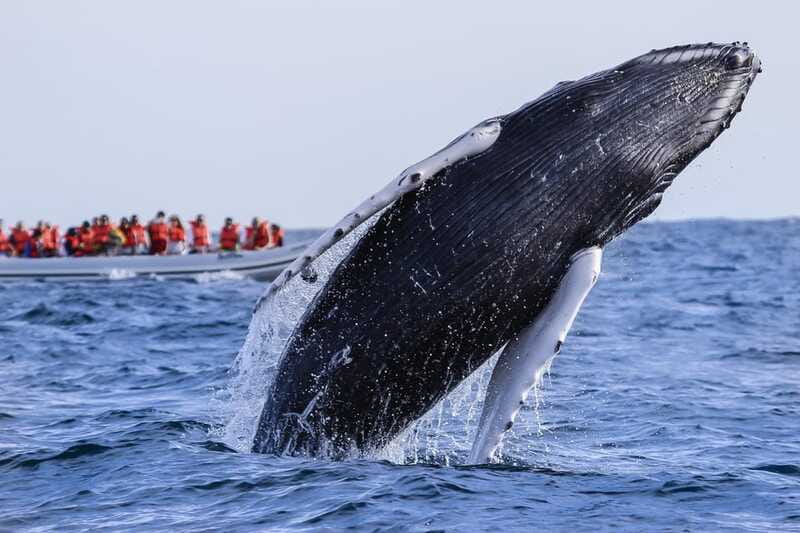Cabo San Lucas: 2-Hour Whale Watching Adventure - Who should book this Cabo whale tour?
