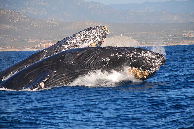 Cabo San Lucas Humpback Whale Watching Tour - What the marine biologist adds