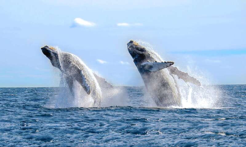 Cabo San Lucas: Luxury Catamaran Whale Watching Experience - A double-deck catamaran built for long views